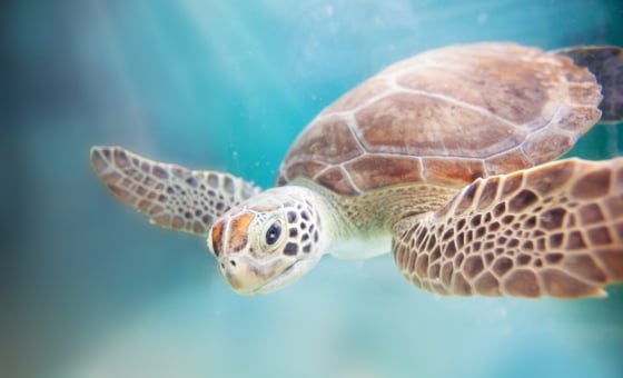 Underwater shot of sea turtle swimming.