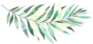 Feather