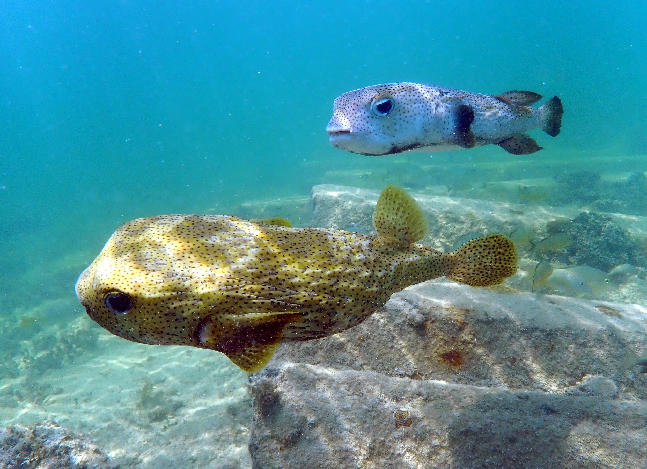 A Casual Key West Snorkel Adventure 1