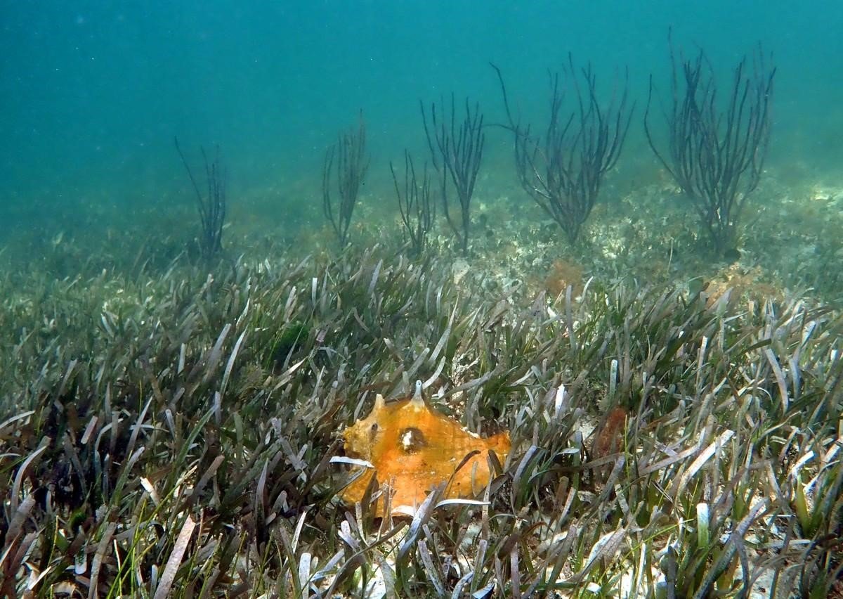 A Casual Key West Snorkel Adventure 2