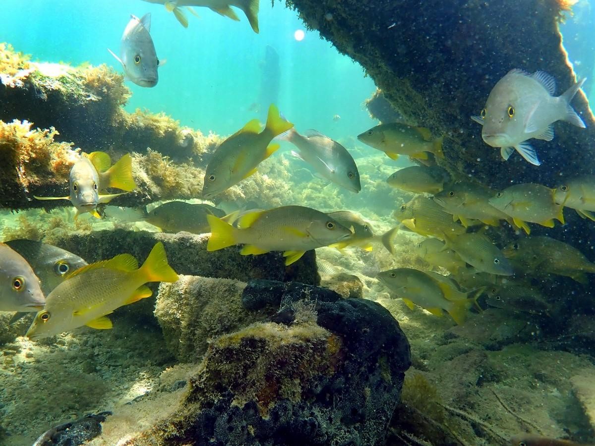 A Casual Key West Snorkel Adventure 3