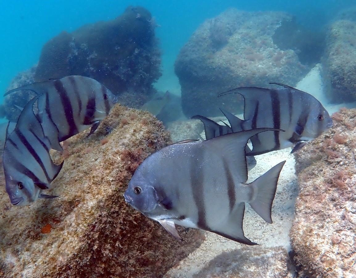 A Casual Key West Snorkel Adventure 6