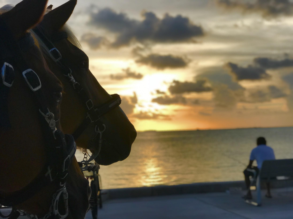 Two carriage horses looking at the sunset at Truman Waterfront Park.