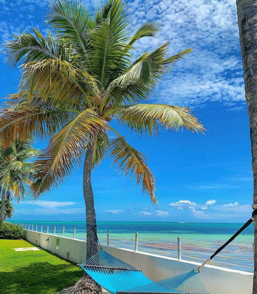 hammock under palm tree by ocean