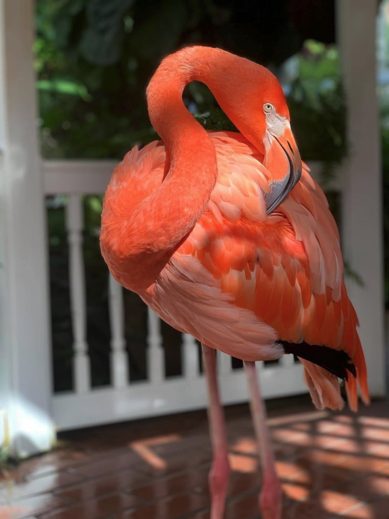 Pink Flamingo at Key West