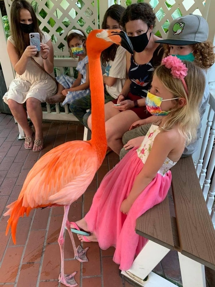 Little girl looking at a flamingo