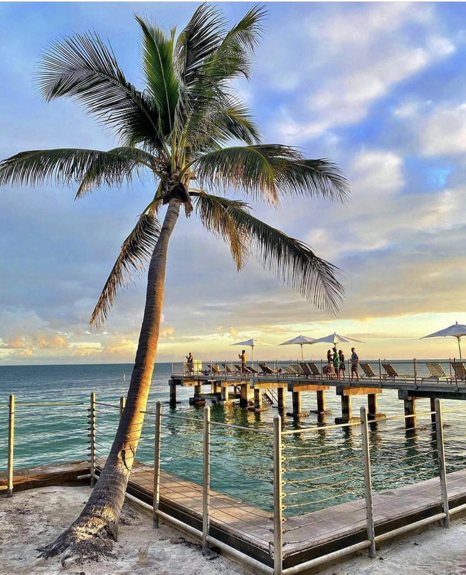 palm tree by water