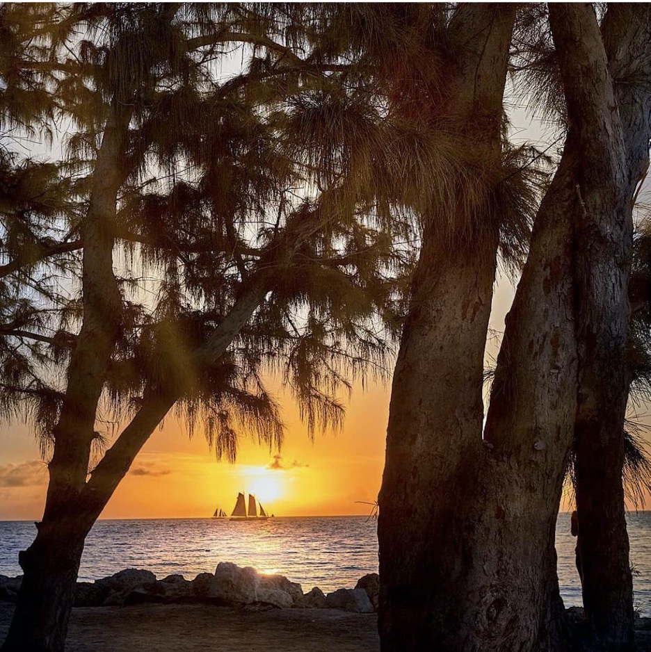 palm trees by the water