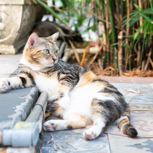A relaxed cat lounges on patterned tiles next to a decorative planter. Greenery surrounds the area, suggesting an outdoor setting in Key West or The Keys.