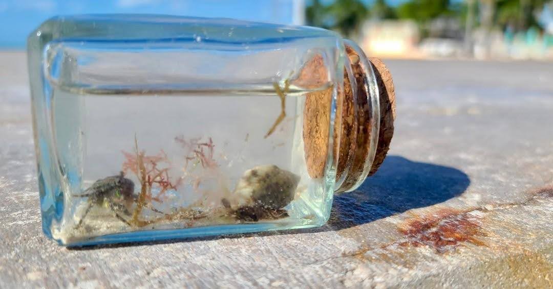 Kelp and a Crayfish sit in a glass bottle tipped on it's side.