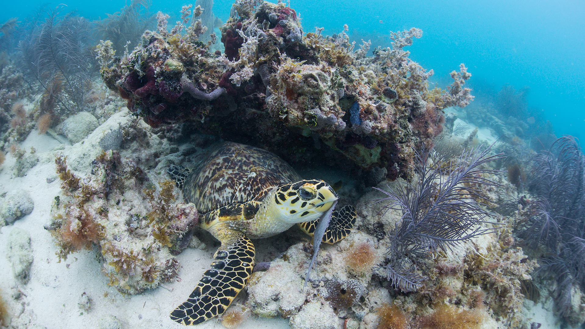 The 2026 Key West Bucket List: 10 Must-Do’s 6
