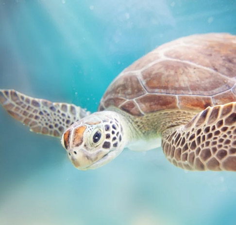 Sea turtle swimming in the ocean. 