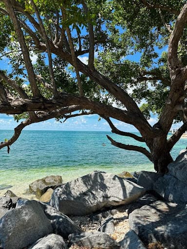 tree by the ocean