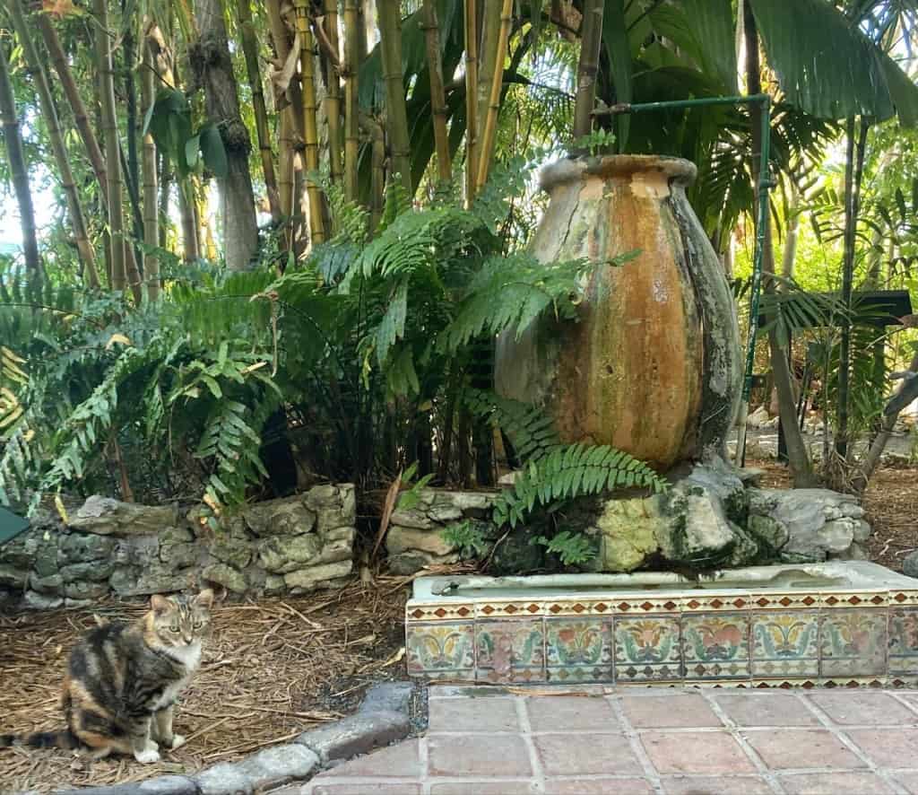 cat in the garden