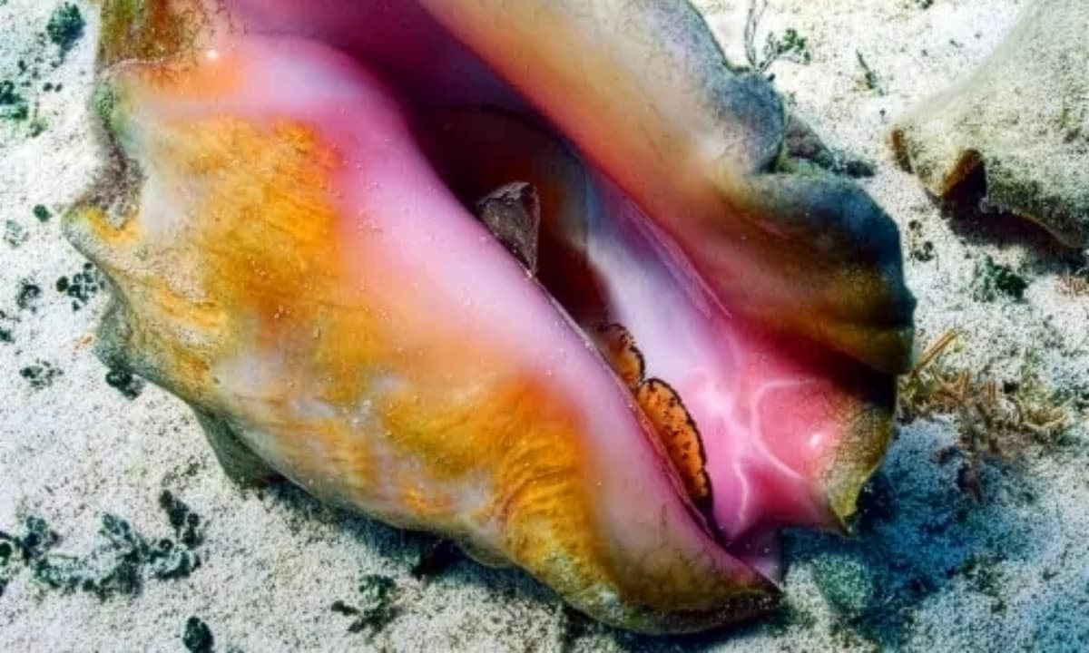 conch shell under the sea