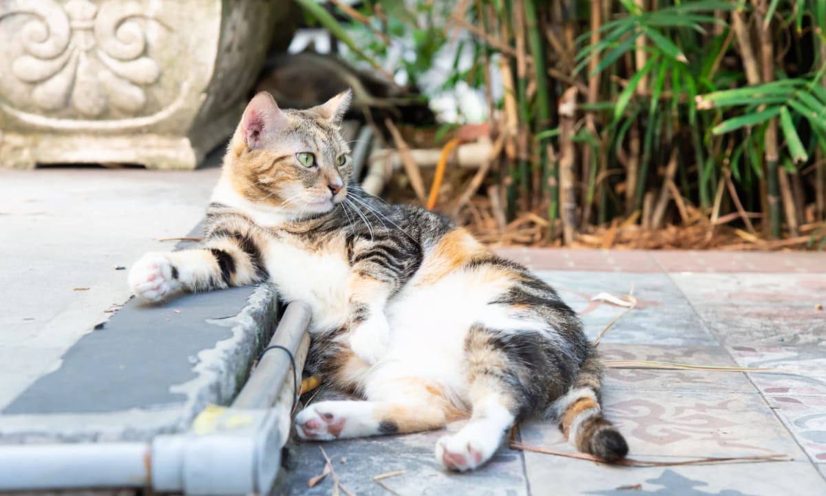 cat on sidewalk