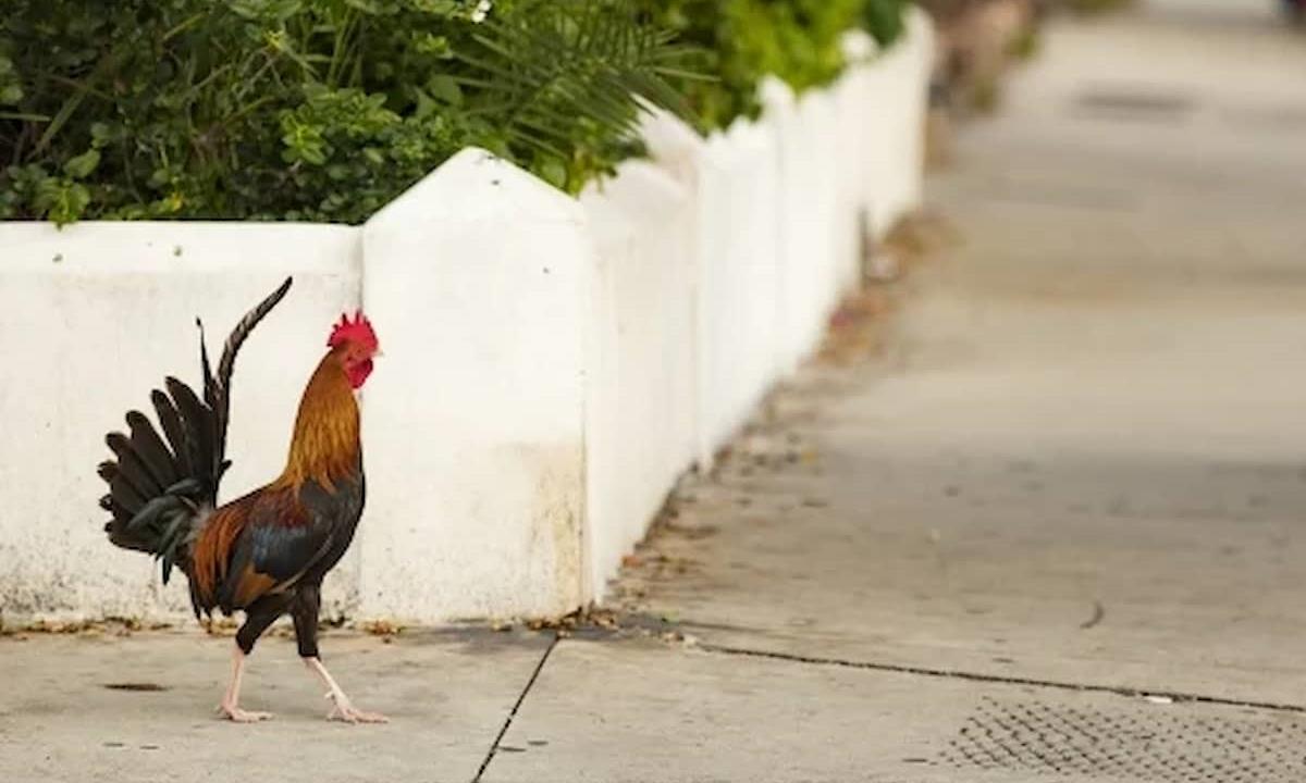 Rooster walking down the street
