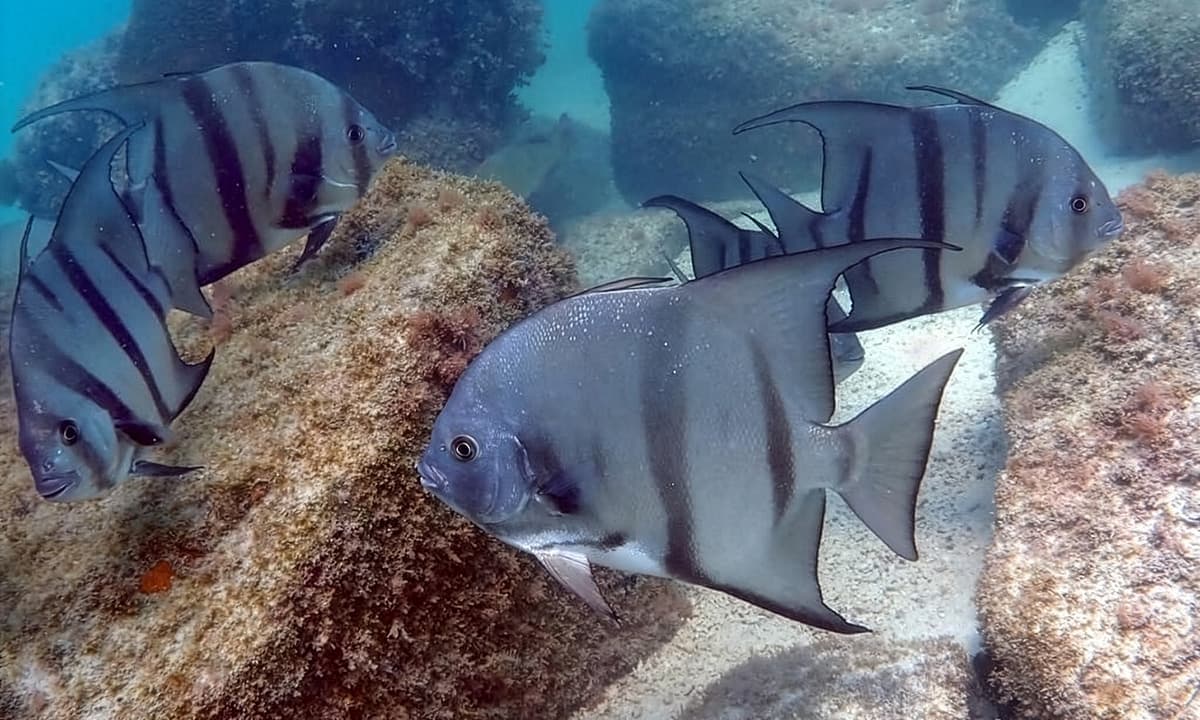 Atlantic Spadefish 