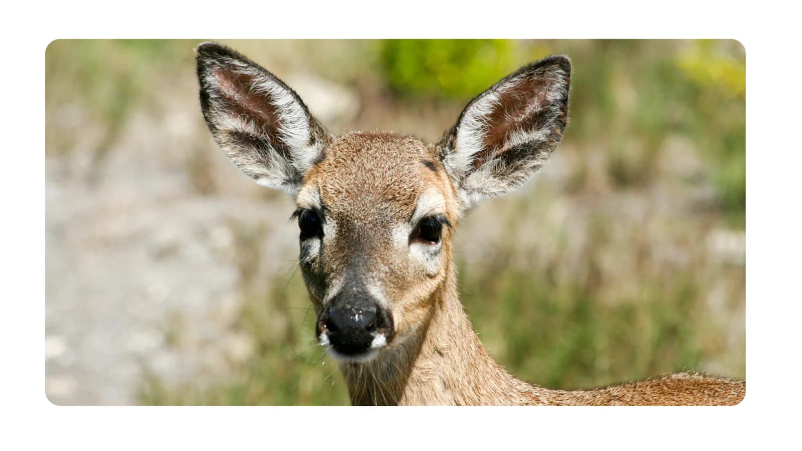 close up of a deer