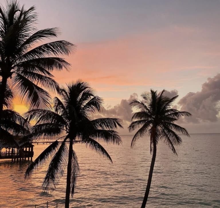 palm trees at sunset by the ocean