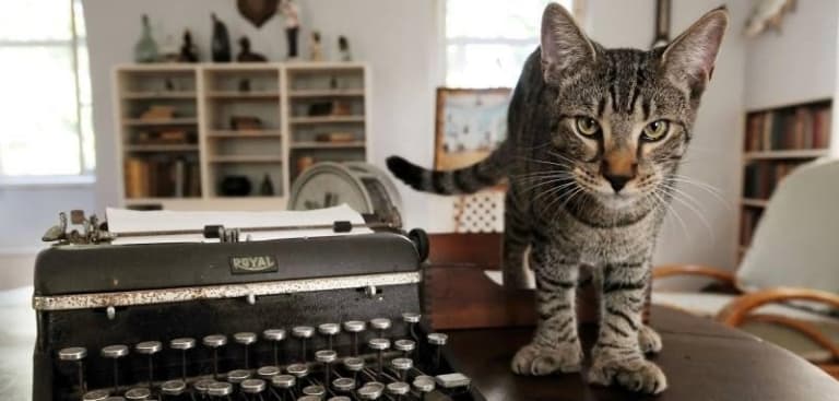 cat by typewriter