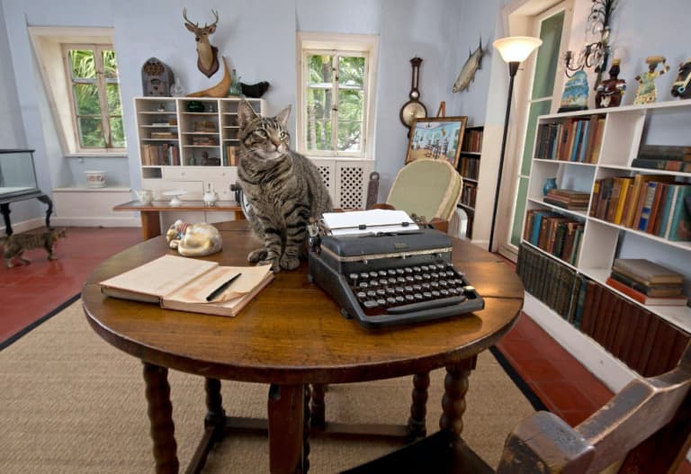 cat next to type writer