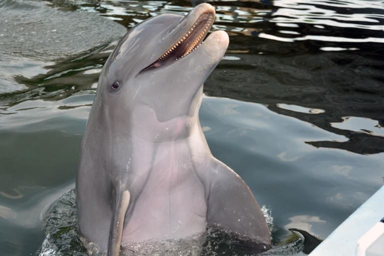 dolphin popping out of the water