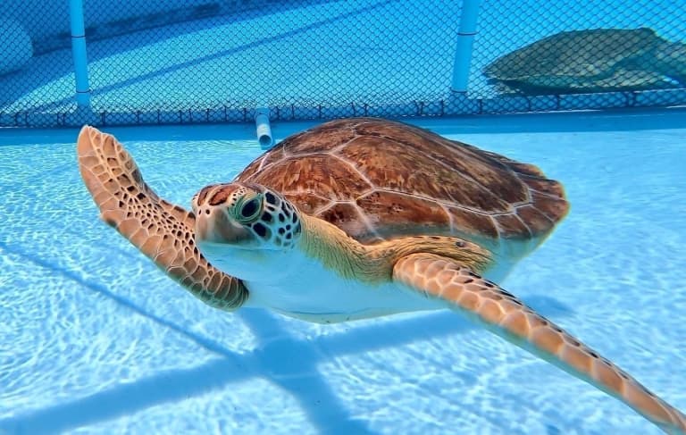 sea turtle under water