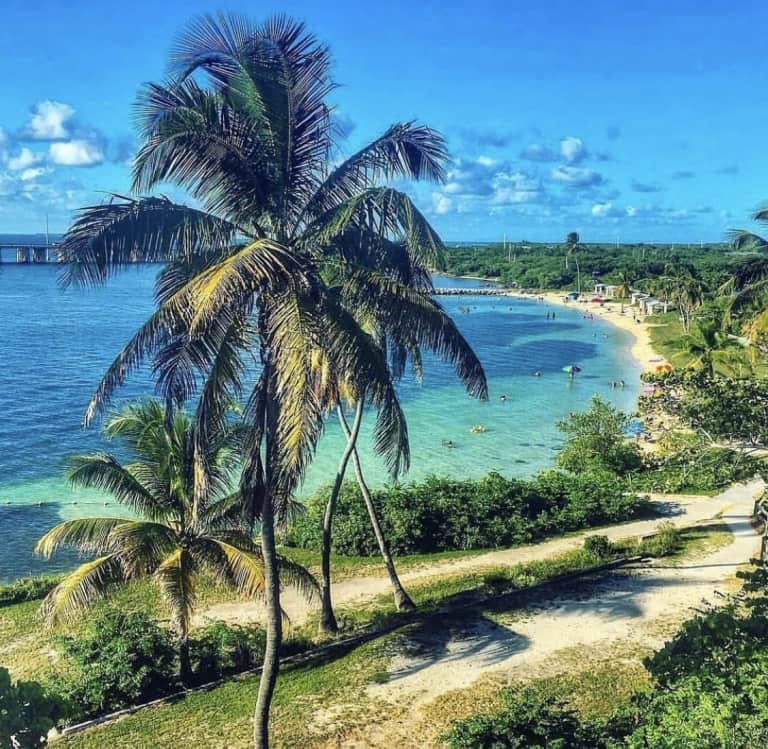 palm trees and beach view