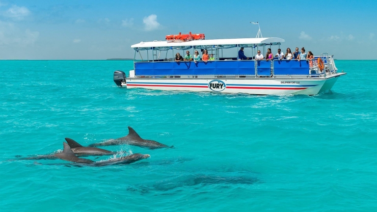 dolphins swim near boat