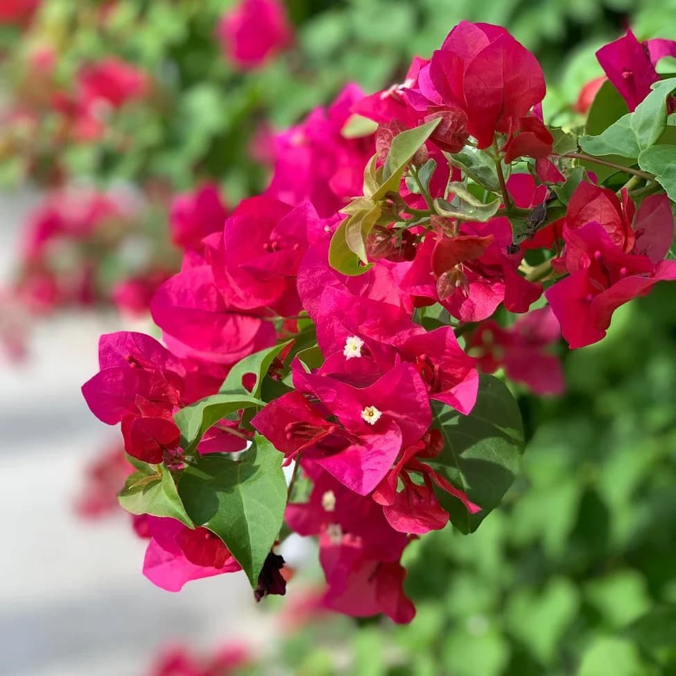 resort flowers