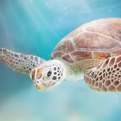 Sea turtle swimming in the ocean. 