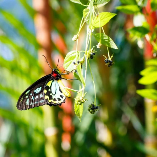 Butterfly on a plant.