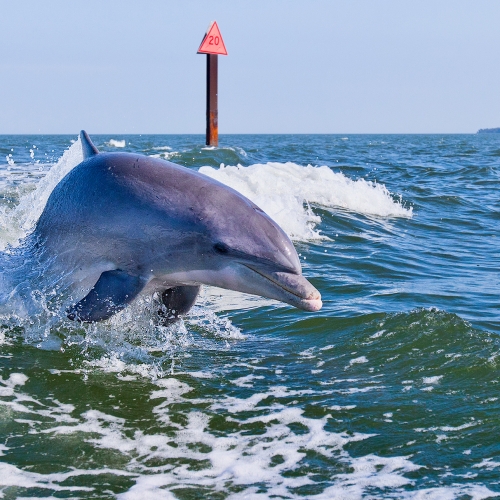 Dolphin in the ocean.