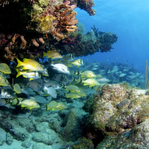 Coal reef fish. 